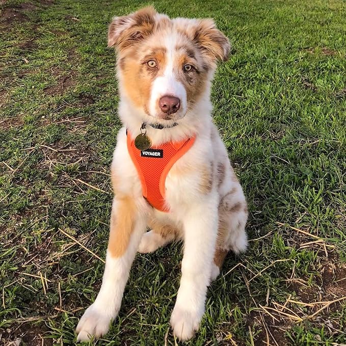 Best Pet Supplies Voyager Step-in Air All Weather Mesh Harness and Reflective Dog 5 ft Leash Combo with Neoprene Handle, for Small, Medium and Large Breed Puppies - Harness Leash Set (Orange), XXS