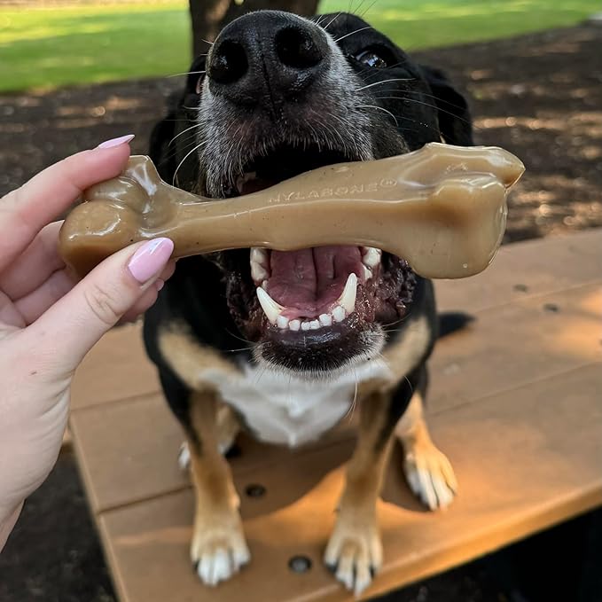 Nylabone Gourmet Style Strong Chew Toy Bundle, Toys for Dogs, Baby Back Ribs & Aged Cheddar Flavor, Large - Up to 50 lbs, 2 Pack