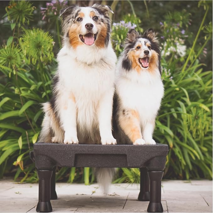 Blue-9 Pet Products KLIMB Dog Training Platform and Agility System, Durable and Portable for Indoor or Outdoor Use, Made in The USA, Purple