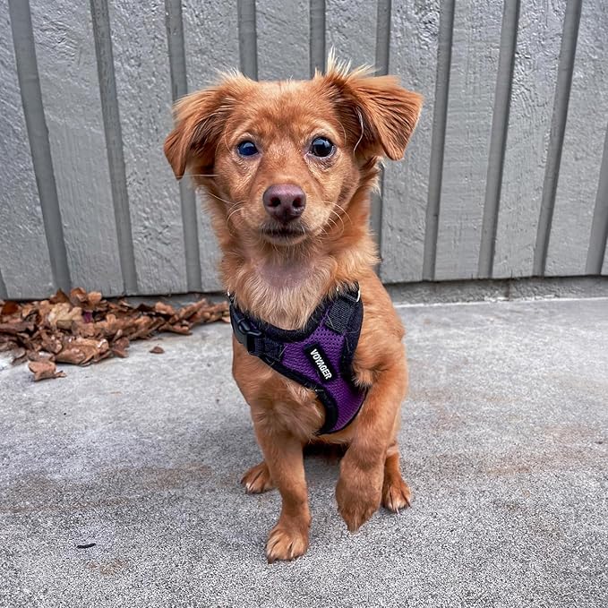 Voyager Step-in Pet Harness - All Weather Mesh, Adjustable Step in Harness for Cats and Dogs by Best Pet Supplies - Purple/Black Trim, S