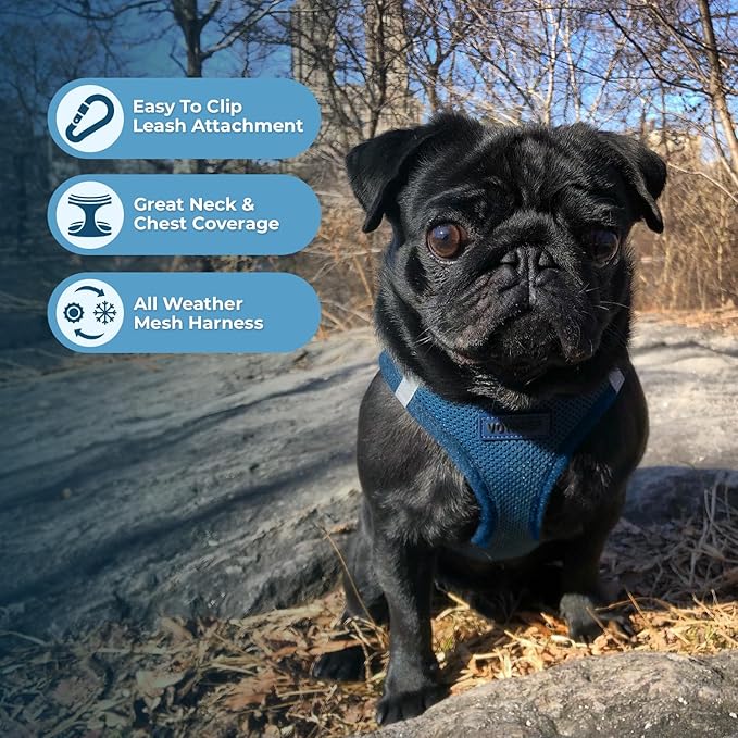 Best Pet Supplies Voyager Step-in Air All Weather Mesh Harness and Reflective Dog 5 ft Leash Combo with Neoprene Handle, for Small, Medium and Large Breed Puppies - Set (Blue), XS