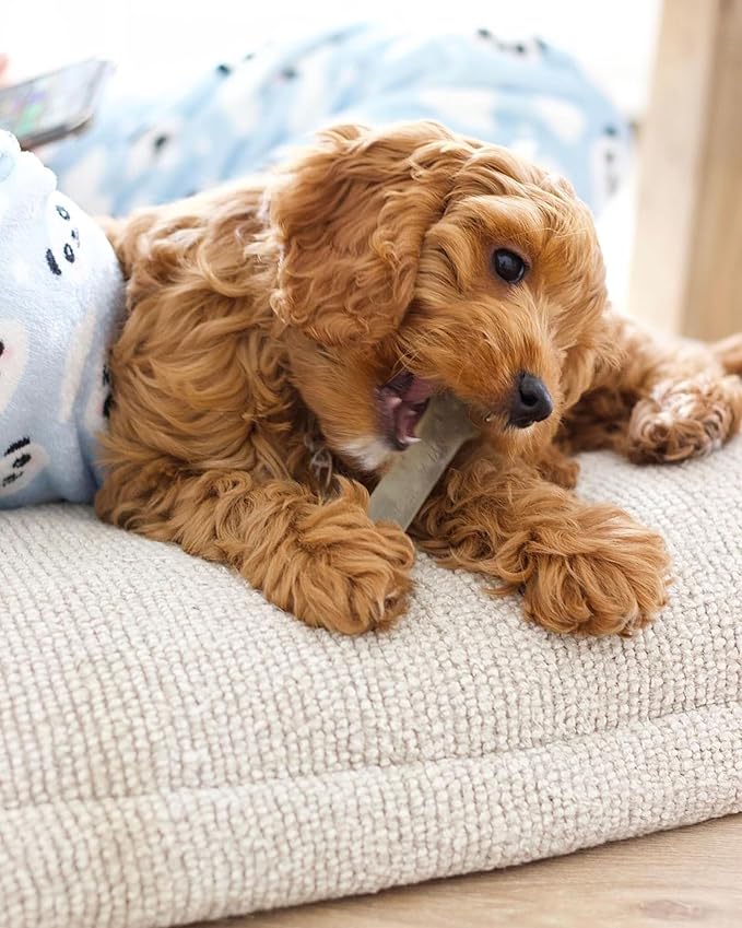 Nylabone Original Bone Flexi Chew Toy for Dogs, Flexible Dog Toys for Moderate Chewers, Chicken Flavor, Medium - Up to 35 lbs, 1 Count