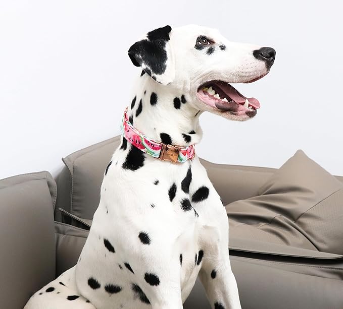 Unique Style Paws Watermelon Collar - Metal Buckle, Durable & Cute for Small, Medium & Large Dogs