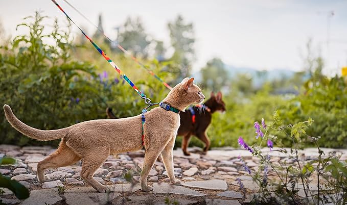 pidan Cat Harness and Leash Set, XL Size for Large Cats, Escape Proof - Adjustable Kitten Harness for Large Small Cats, Lightweight Soft Walking Travel Petsafe Harness (Multicolor-XL Size)