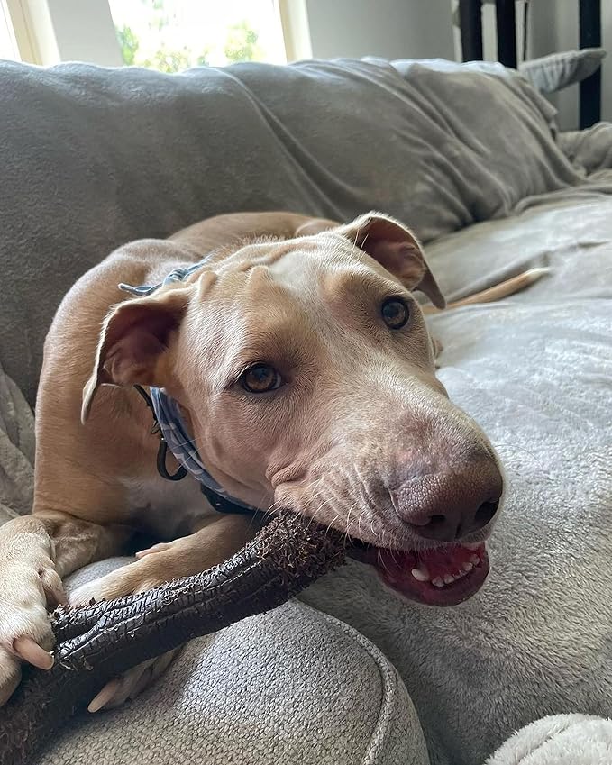 Nylabone Real Wood Stick Toy Strong Chew Toy for Dogs, Rubber Dog Toys for Moderate & Aggressive Chewers, Bacon Flavor, X-Large - 50+ lbs, 1 Count