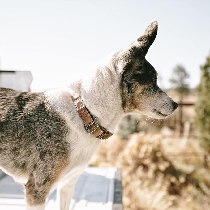 Carhartt Nylon Duck Dog Collar, Fully Adjustable Durable 2-Ply Cordura Nylon Canvas Collars for Dogs, Marine Blue, Large