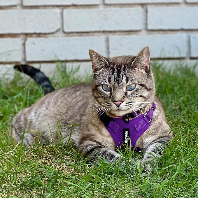 Voyager Escape-Proof Step-in Lock Cat Harness & 5ft Neoprene-Handle Leash Set All-Weather Mesh with Reflective Stitching for Small to Large Cats by Best Pet Supplies, Purple, XS