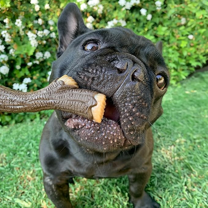 Nylabone Real Wood Stick Toy Strong Chew Toy for Dogs, Rubber Dog Toys for Moderate & Aggressive Chewers, Bacon Flavor, Medium - Up to 35 lbs, 1 Count